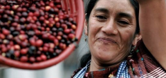 危地馬拉咖啡產區柯班Coban咖啡有煙燻味嗎 口感如何