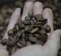 委內瑞拉蒙蒂貝洛(Montebello)的咖啡品種風味怎麼描述