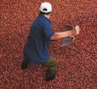 哥斯達黎加瓜納卡斯特Guanacaste產區產什麼咖啡品種