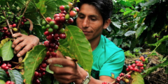 多米尼加咖啡產區介紹 多米尼加巴拉奧納Barahona咖啡風味描述