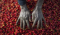 贊比亞能種咖啡嗎 非洲贊比亞咖啡豆口感特點風味描述