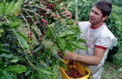 喀麥隆巴米累克Bamileke產區咖啡種植業 喀麥隆咖啡有哪些品種