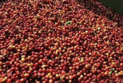 波多黎各尤科特選Yauco Selecto產區咖啡產量 尤科特選咖啡口感