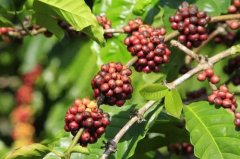 莫桑比克優質咖啡有哪些？莫桑比克咖啡業發展趨勢如何
