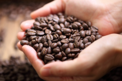 麝香貓咖啡多少錢一斤 麝香貓咖啡是哪個國家  世界上最貴的咖啡