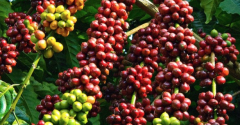 尼加拉瓜米耶瑞詡莊園咖啡風味口感特點 水洗象豆咖啡介紹