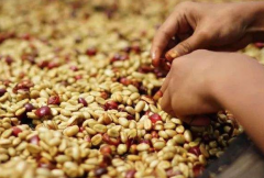 咖啡怎麼發酵 發酵咖啡豆品種及口味風味 麝香貓只是喫咖啡豆嗎