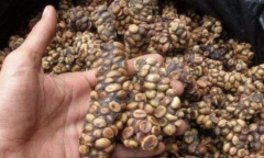 印尼頂級麝香貓咖啡介紹 貓屎咖啡多少錢一杯 貓屎咖啡好喝原因