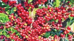 科技麝香貓咖啡研發 咖啡果子怎麼獲得 體外咖啡發酵貓屎咖啡風味