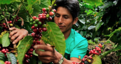 多米尼加知名咖啡豆品牌推薦 咖啡豆價格 多米尼加咖啡怎麼喝