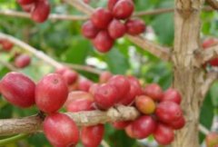 盧旺達咖啡豆地理環境盧旺達咖啡口感描述 盧旺達咖啡豆風味特點