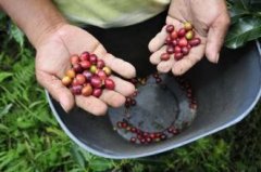 坦桑尼亞africafe咖啡豆特點風味及故事介紹