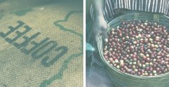 世界頂級咖啡排名 肯尼亞的咖啡類型是什麼？肯尼亞咖啡生豆價格