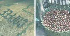世界頂級咖啡排名 肯尼亞的咖啡類型是什麼？肯尼亞咖啡生豆價格
