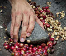 非洲肯尼亞咖啡業現狀 肯尼亞冷釀咖啡怎麼做 口味特點風味如何