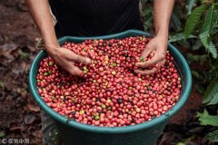 尼加拉瓜Nueva Segovia產區咖啡品質 尼加拉瓜咖啡業最新進展