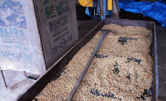 巴拿馬艾麗達莊園鐵皮卡Typica日曬處理咖啡豆熟豆價格如何