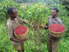 埃塞俄比亞西達摩罕貝拉鎮Hambella G1日曬咖啡生豆價格