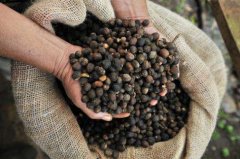 肯尼亞AA涅裏卡洛圖處理廠咖啡種植海拔風味描述 精品咖啡豆價格