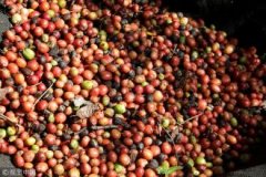 馬達加斯加咖啡有哪些 馬達加斯加種植咖啡的優勢區位條件