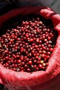 耶加雪菲G2水洗埃塞俄比亞單品咖啡豆有哪些 耶加雪菲咖啡風味