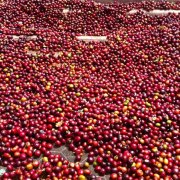烏干達羅布斯塔日曬18目色選咖啡風味 咖啡生豆拼配價格如何