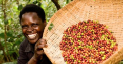 乞力馬紮羅Kilimanjaro火山水洗AA 咖啡豆價格 乞力馬紮羅哪個國