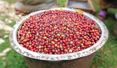 危地馬拉安提瓜花神精品咖啡豆拉米妮塔莊園豆烘焙咖啡生豆價格