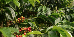 尼加拉瓜咖啡產區馬塔加爾帕檸檬樹莊園黃帕卡馬拉日曬咖啡價格