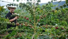 哥倫比亞水洗咖啡怎麼樣 哥倫比亞小飛象19目水洗咖啡豆最新價格
