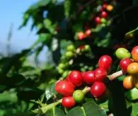 咖啡熟豆牙買加藍山咖啡莊園mavis bank藍山咖啡一號產量 價格貴