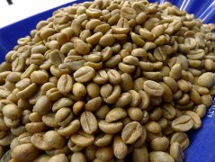 牙買加藍山NO.1克里夫頓莊園精品咖啡產量 純正藍山咖啡豆醇厚度