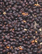 瓜地馬拉產區安提瓜願景莊園水洗咖啡品種風味 咖啡櫻桃採摘
