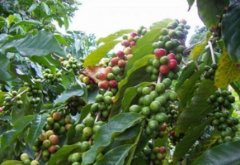 埃塞俄比亞咖啡產區班其馬吉咖啡 班其馬吉咖啡的口感怎麼形容
