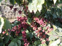 埃塞俄比亞咖啡18年紅櫻桃計劃咖啡豆日曬耶加雪菲沃卡小農G1貴嗎