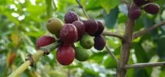 埃塞俄比亞奇爾芭咖啡產區 日曬耶加雪菲Chelba奇爾芭G1推薦價格