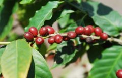 埃塞俄比亞耶加雪菲g1日曬Chelba奇爾芭咖啡豆口感風味描述