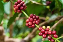 2018產季1kg咖啡生豆巴拿馬水洗花蝴蝶瑰夏卡杜拉杜艾咖啡價格