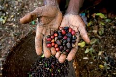 埃塞俄比亞水洗咖啡豆 18年埃塞俄比亞水洗耶加雪菲科契爾G1