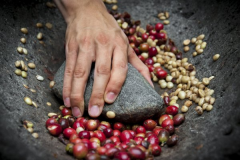 肯尼亞莓果卡蜜拉水洗手衝咖啡豆價格 手衝咖啡用多少咖啡豆