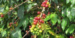 埃塞俄比亞西達摩咖啡18年埃塞俄比亞西達摩產區日曬凱貝朵G1