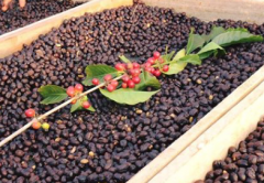 剛果北基伏North Kivu水洗精品烘焙咖啡豆風味描述咖啡價格貴嗎