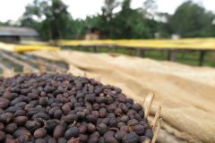 埃塞俄比亞西達摩紅櫻桃咖啡計劃 17年日曬西達摩班莎G3咖啡