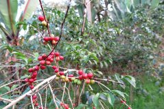 埃塞俄比亞咖啡產區日曬西達摩古伎薩吉索鄧比屋多村咖啡口感風味