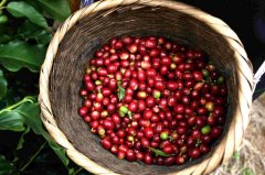 埃塞俄比亞咖啡產區古伎 日曬古伎碧洛尼珍珠咖啡豆的風味特點