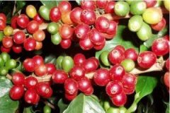 埃塞俄比亞咖啡古吉產區日曬古伎罕貝拉西達摩G1咖啡豆的風味特點