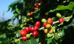 埃塞俄比亞咖啡產區西達摩日曬西達摩沃卡合作社G1咖啡豆風味特點