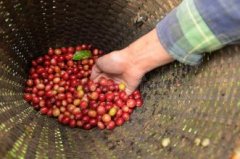 巴拿馬咖啡豆產區聖塔克拉拉哈特曼莊園帕卡瑪拉種酒香咖啡口感