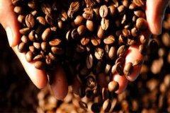 巴拿馬咖啡豆產區火石莊園卡度艾種日曬處理法37號批次咖啡風味