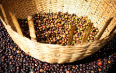 哥倫比亞咖啡產區希望莊園 希望莊園日曬處理咖啡豆的風味描寫